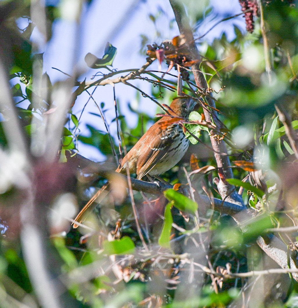 Brown Thrasher - ML647345670
