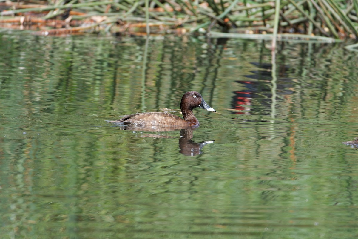 Hardhead - ML647345693