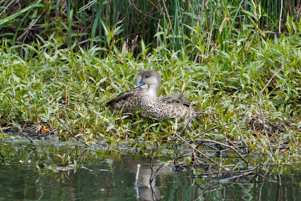 Sarcelle australasienne - ML647345699