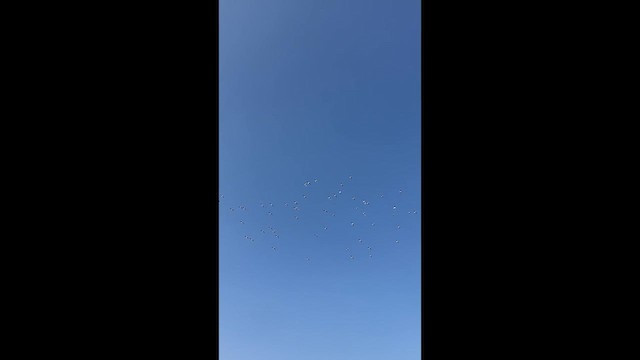 Мартин звичайний - ML647345718