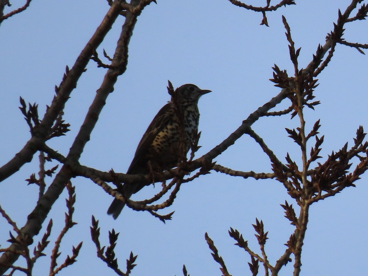 槲鶇 - ML647345729