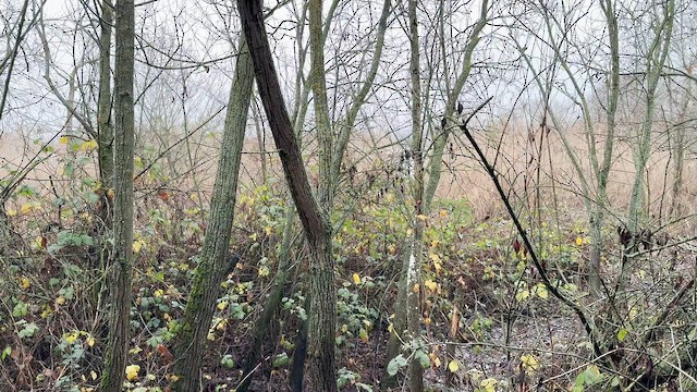 Пастушок водяний - ML647345759