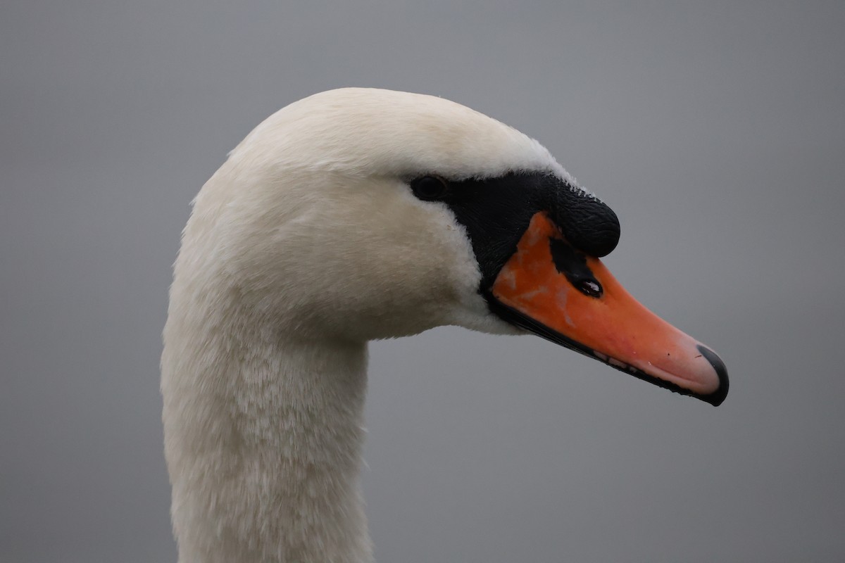 疣鼻天鵝 - ML647345783