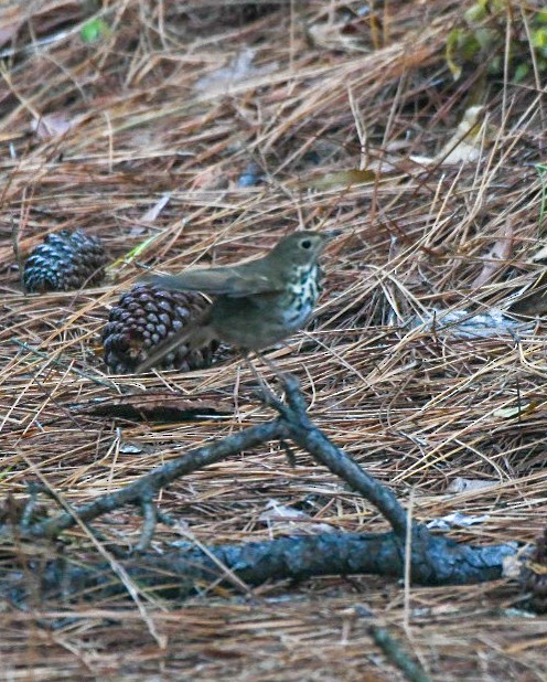 Einsiedler-Musendrossel - ML647345787