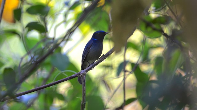 Нільтава мала - ML647345790