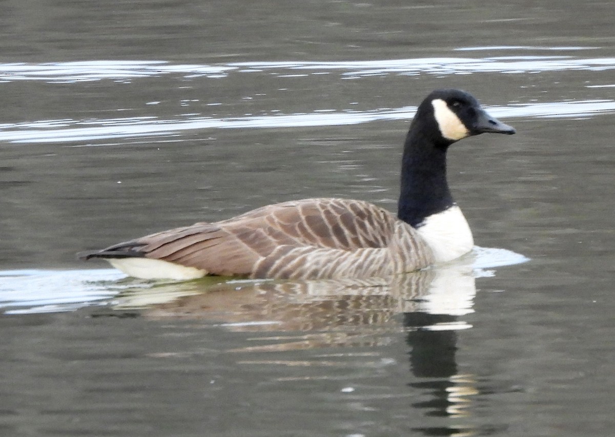 Branta kanadar handia - ML647345791