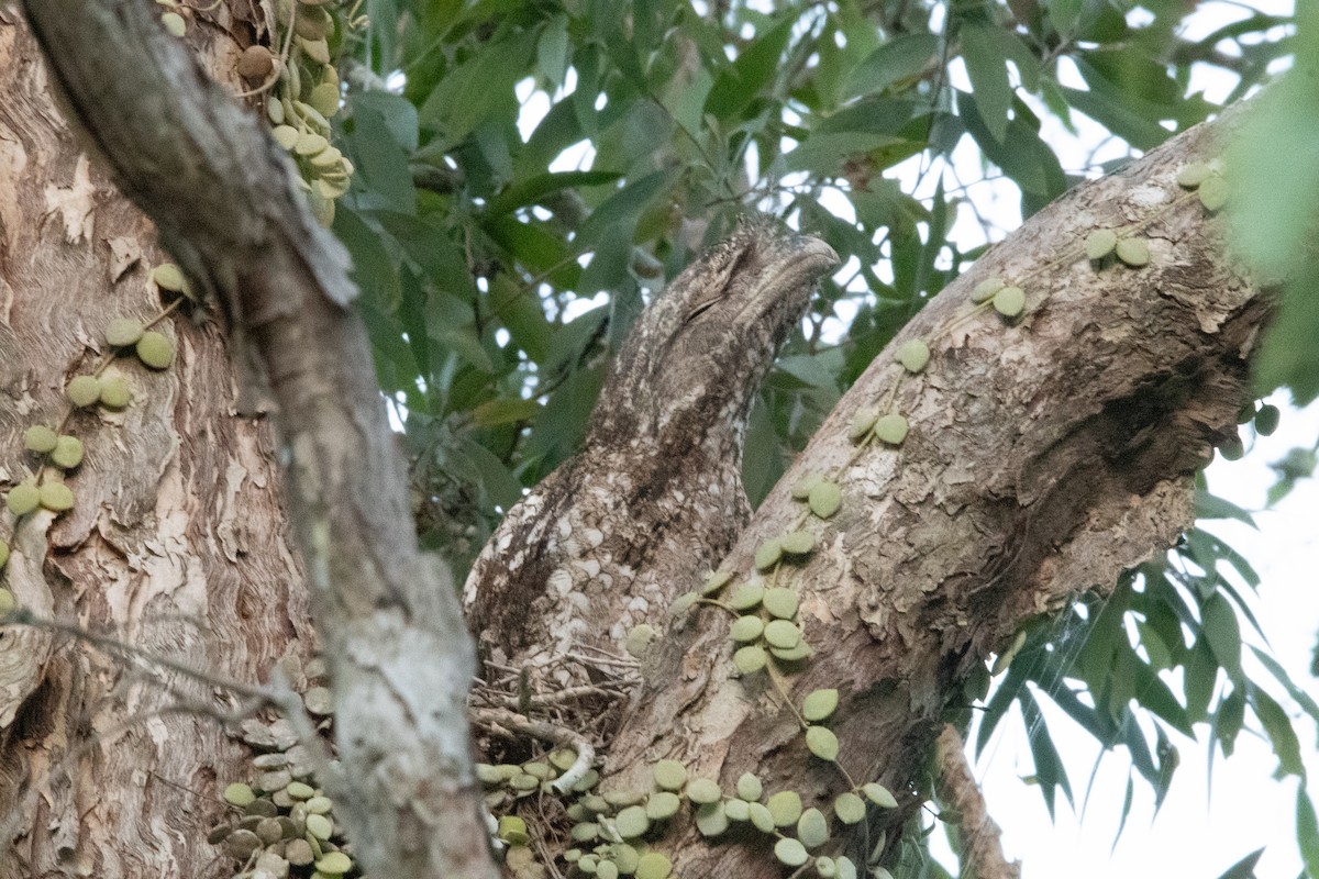 Tawny Frogmouth - ML647345796