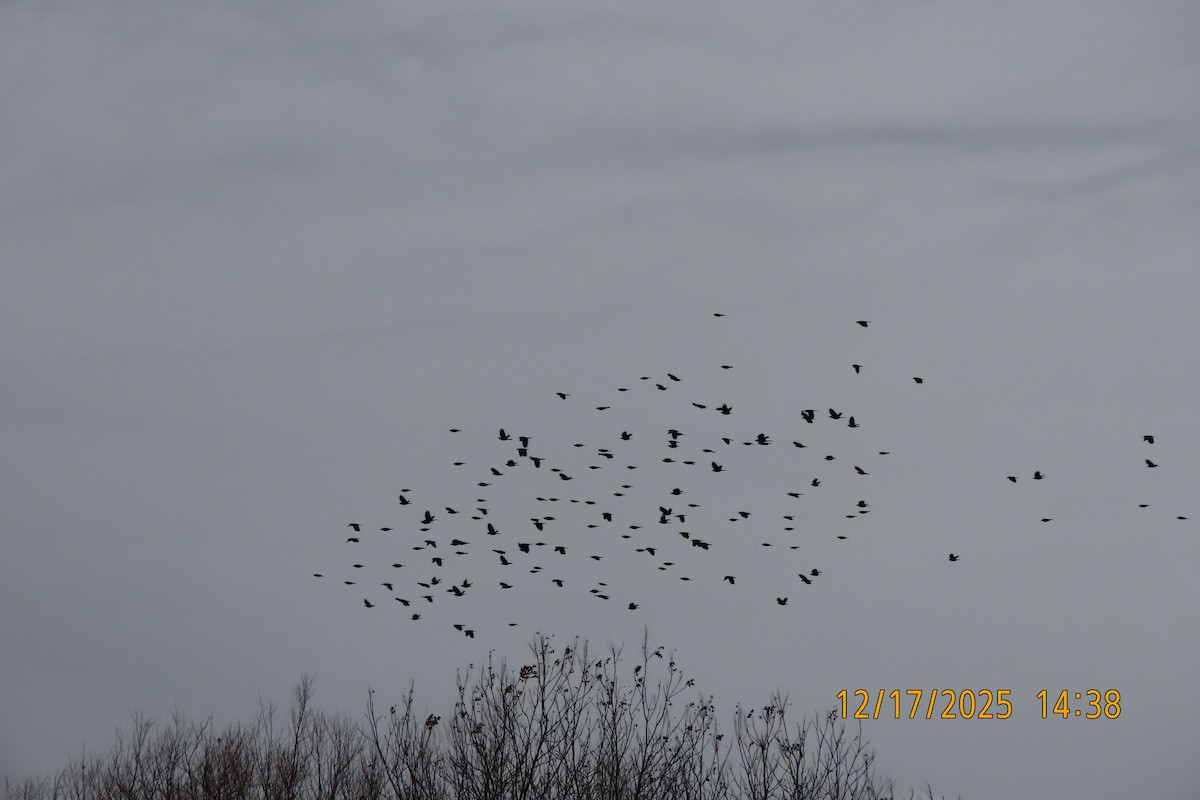 Red-winged Blackbird - ML647345801