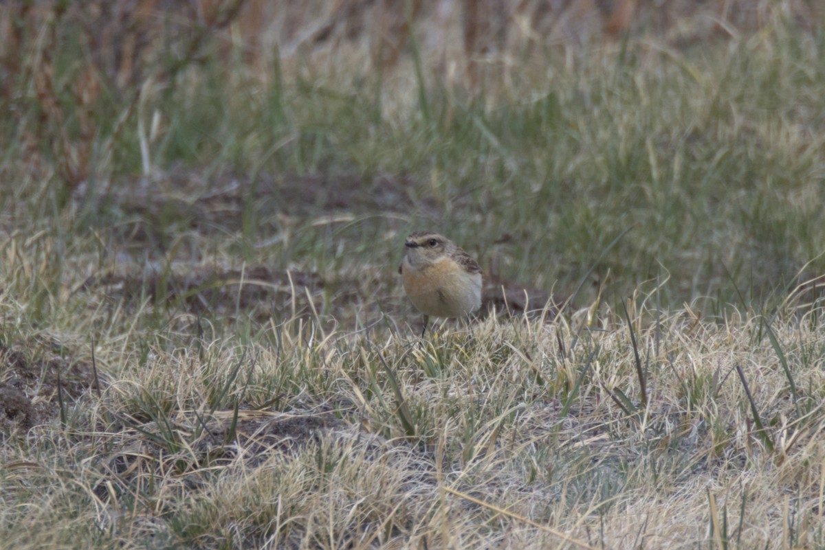 Pallasschwarzkehlchen - ML647345812