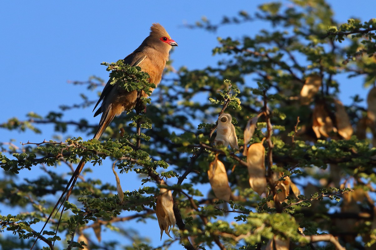 Red-faced Mousebird - ML647345814