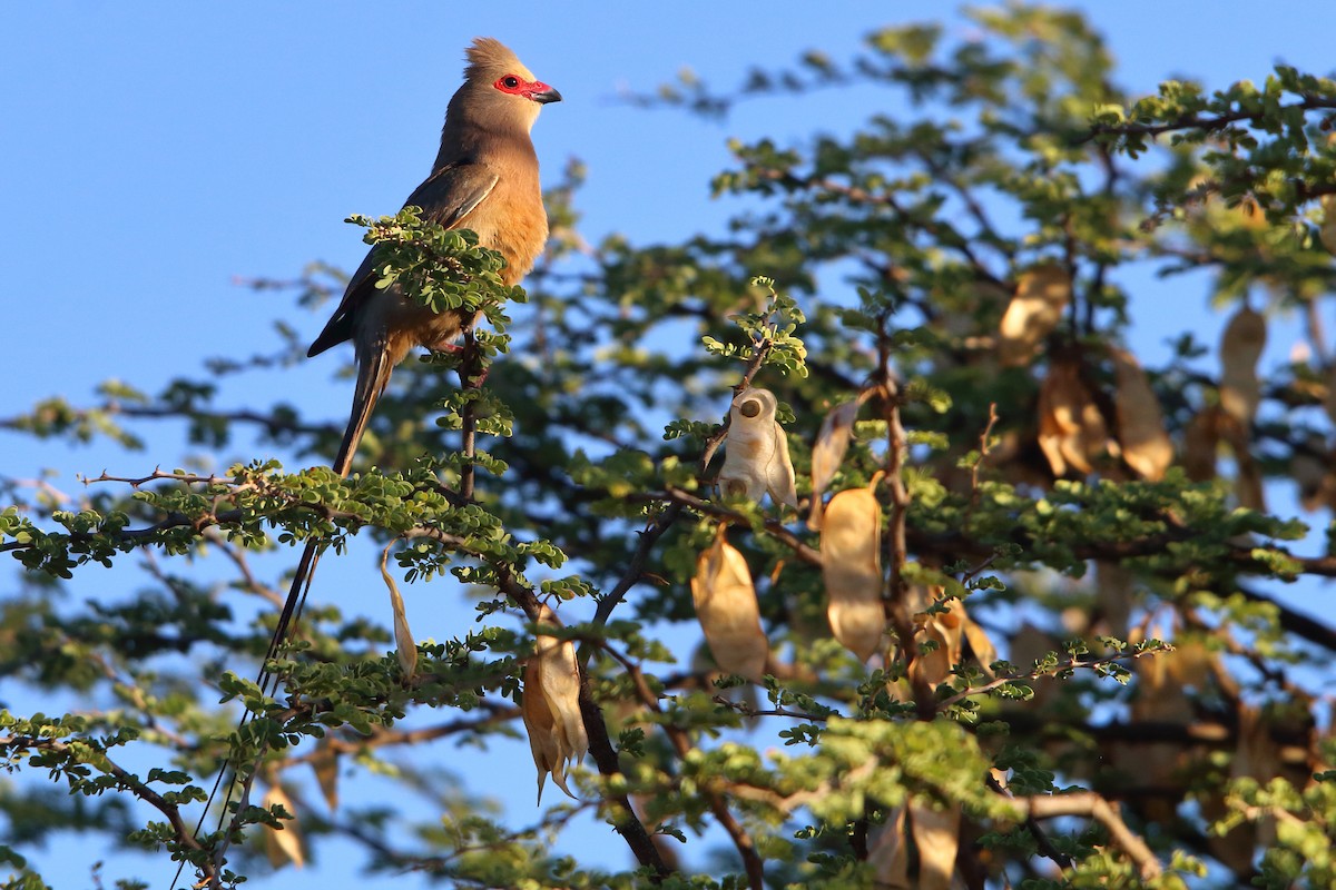 Red-faced Mousebird - ML647345815