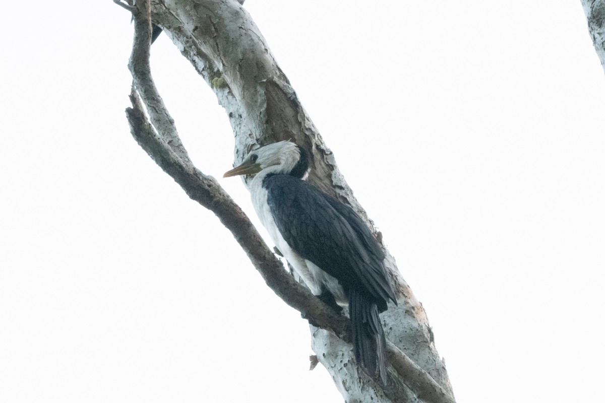 Little Pied Cormorant - ML647345816