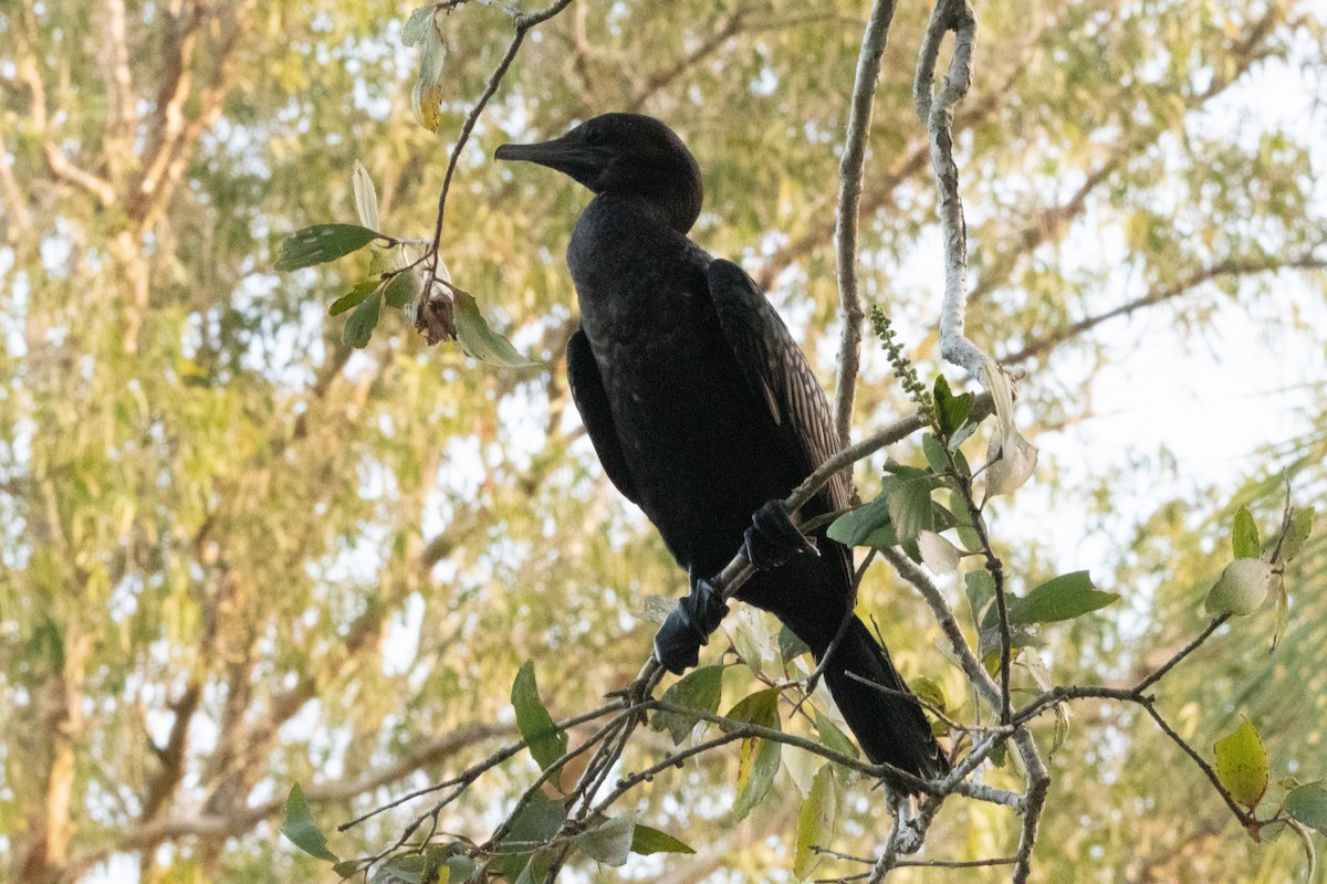 Little Black Cormorant - ML647345825