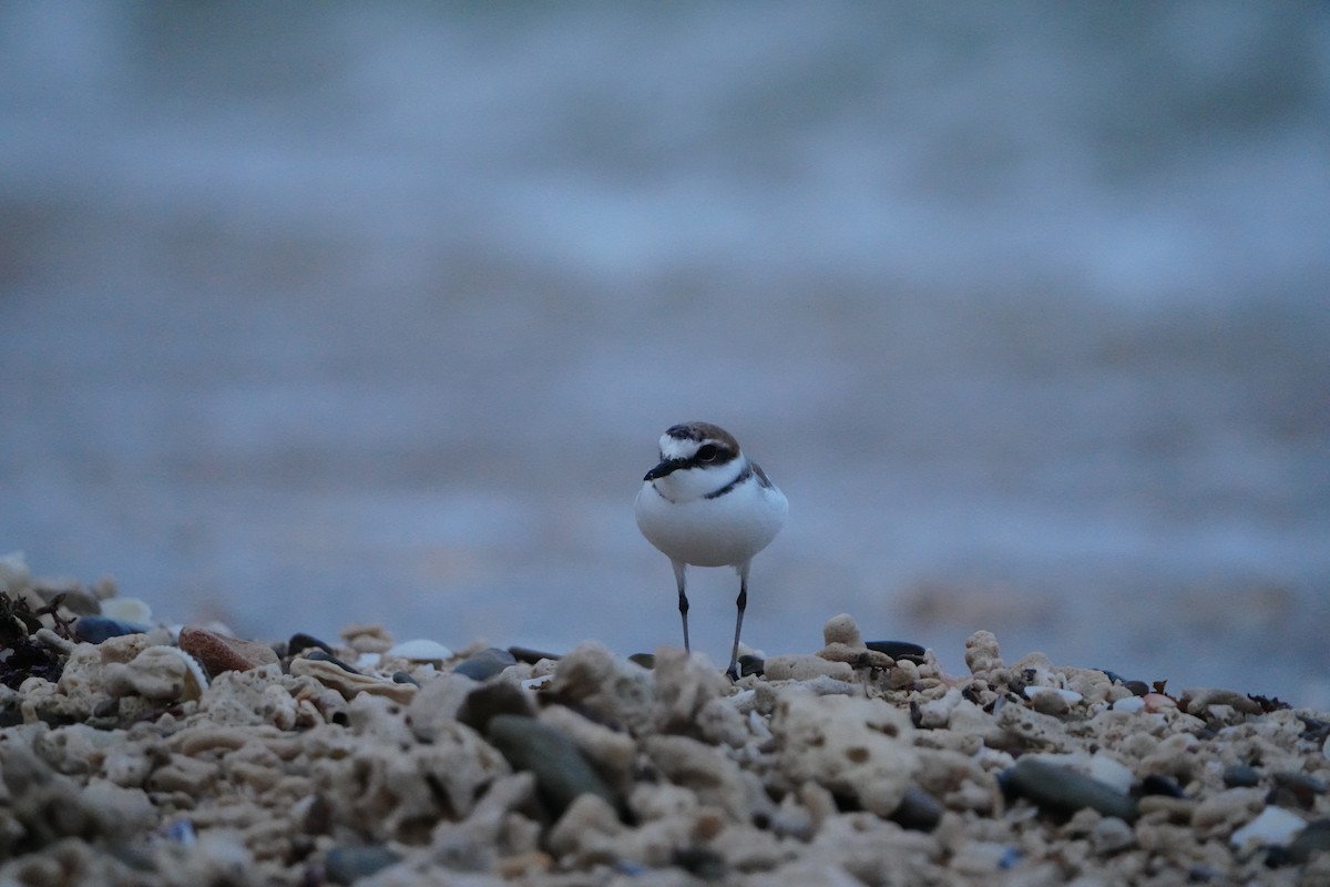 Kentish Plover (Kentish) - ML647345844
