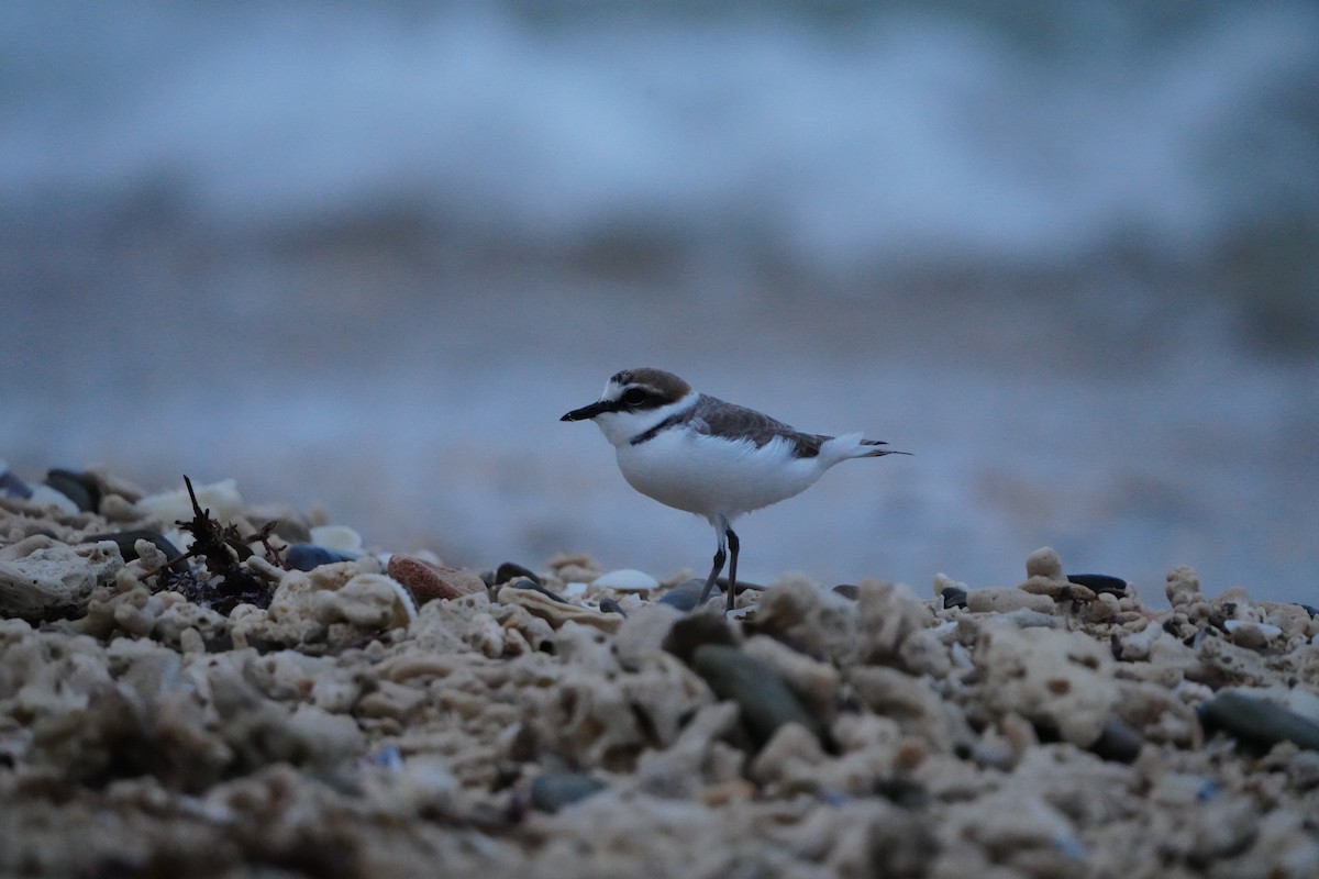 Kentish Plover (Kentish) - ML647345845