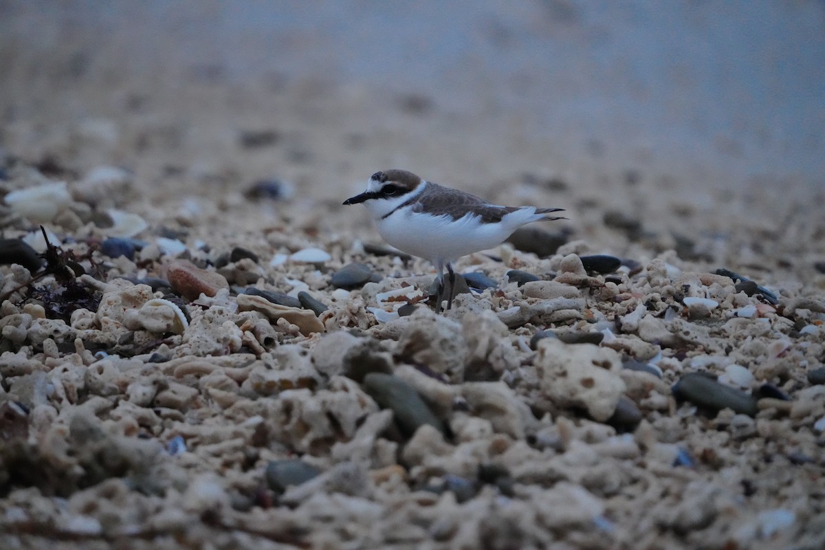 Kentish Plover (Kentish) - ML647345846