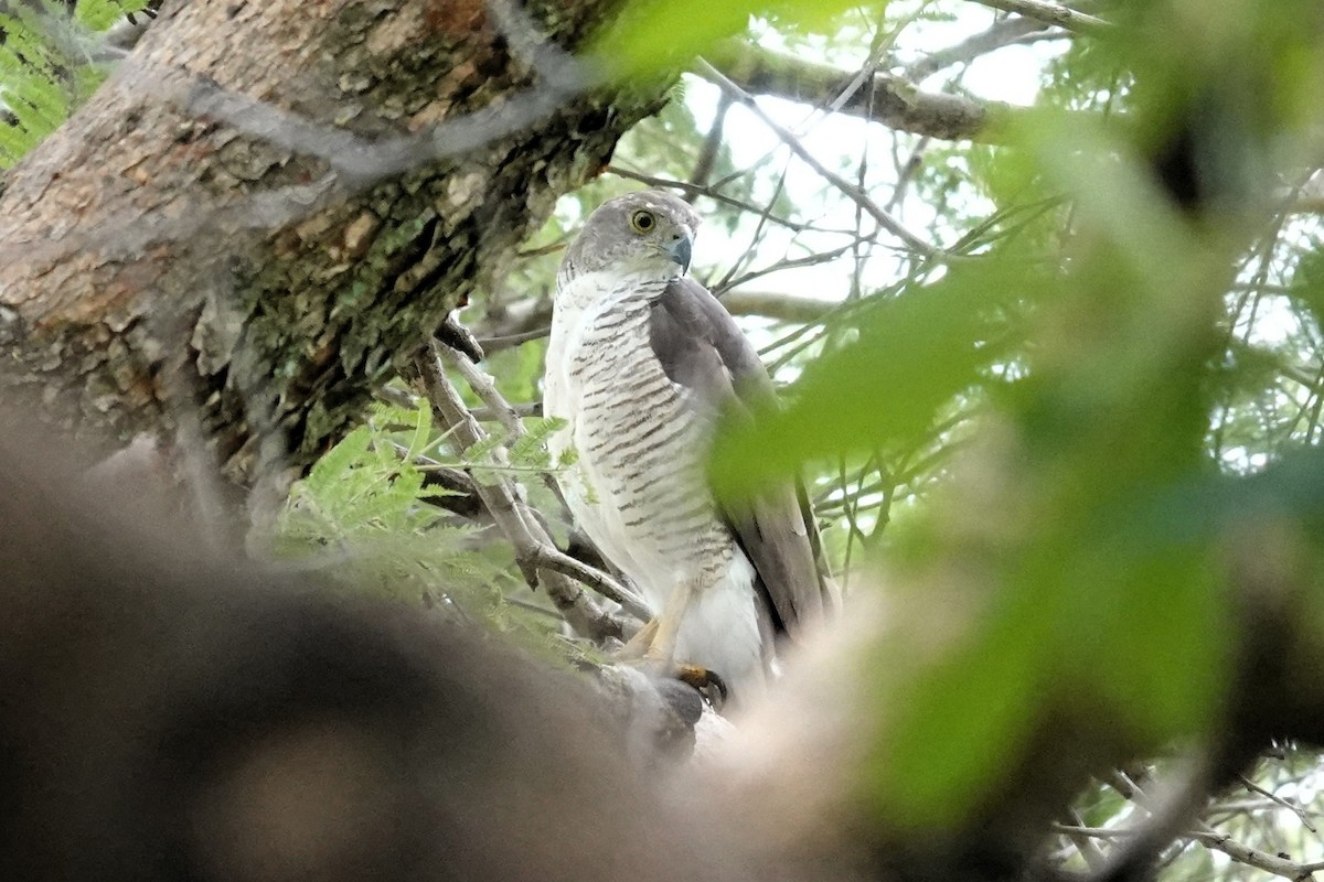 African Goshawk - ML647345848