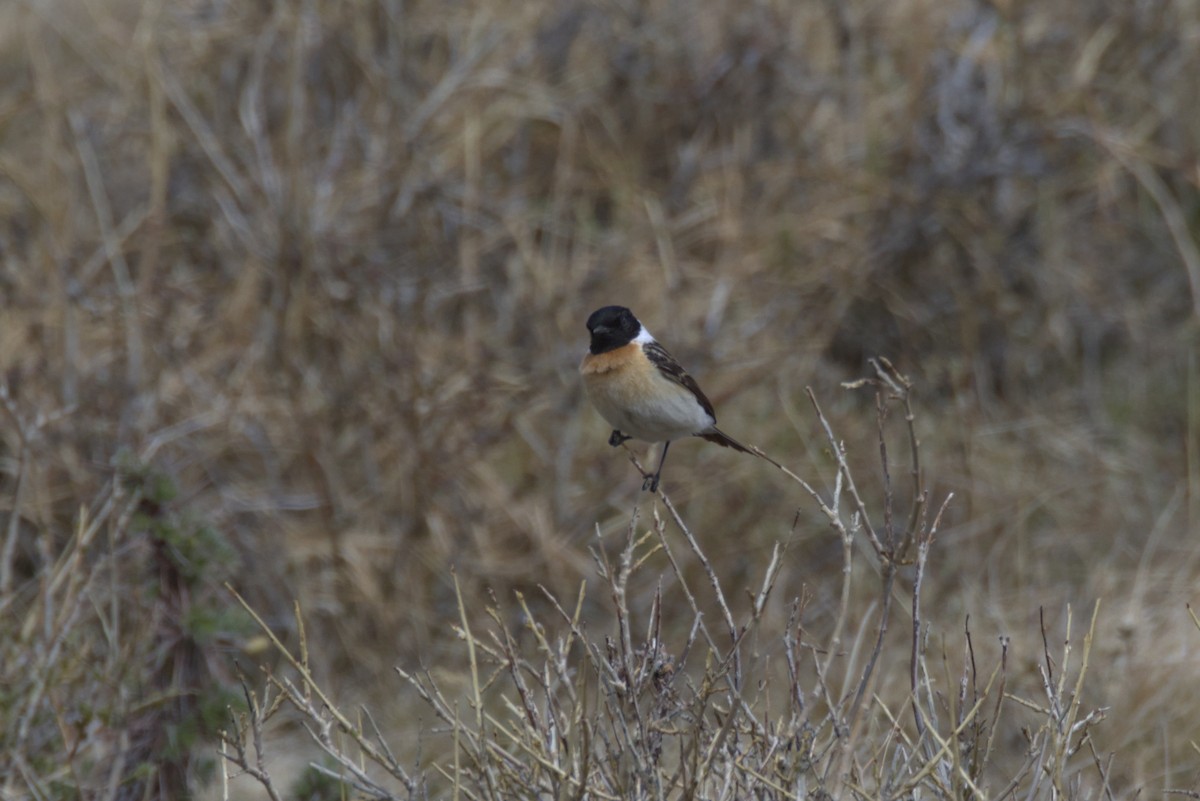 Pallasschwarzkehlchen - ML647345850