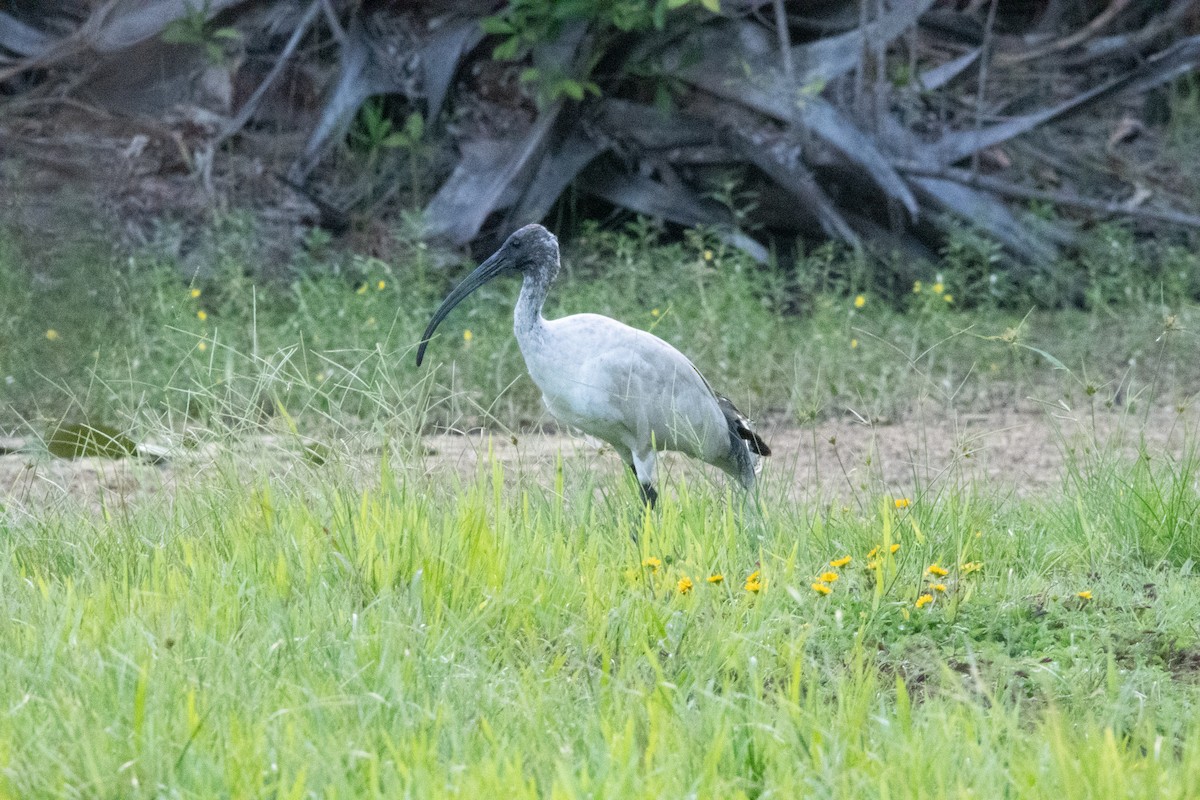 Australian Ibis - ML647345863