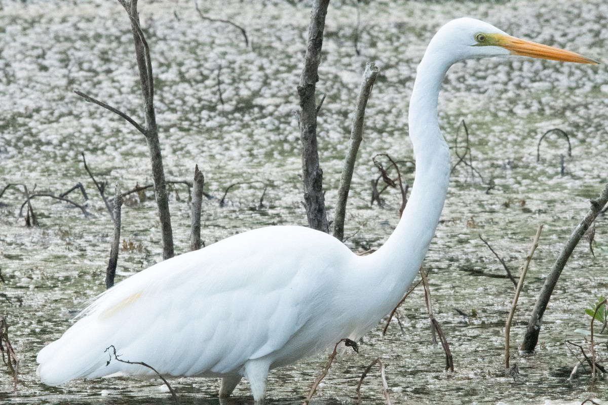 Büyük Ak Balıkçıl - ML647345878