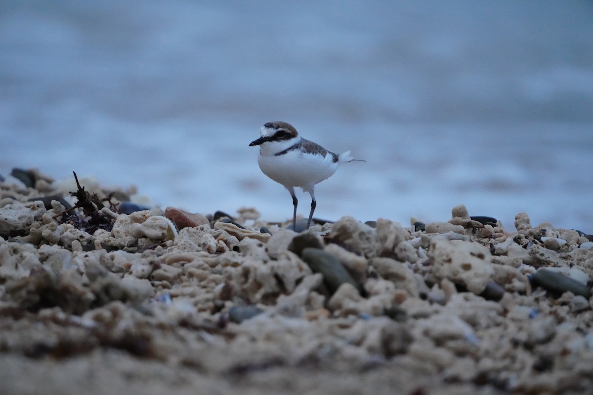 Kentish Plover (Kentish) - ML647345879