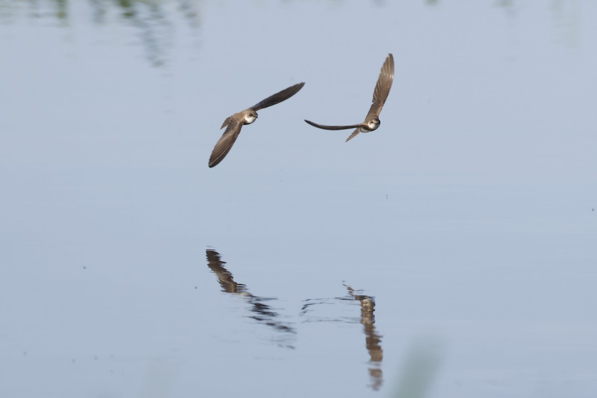 Bank Swallow - ML647345881