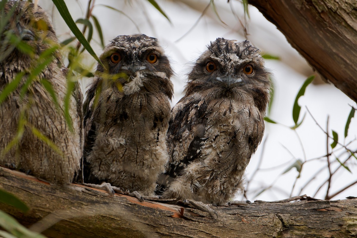 Avustralya Kocaağzı - ML647345885