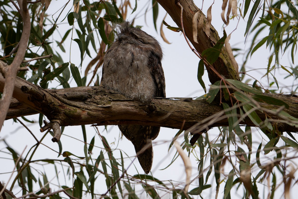 Avustralya Kocaağzı - ML647345886