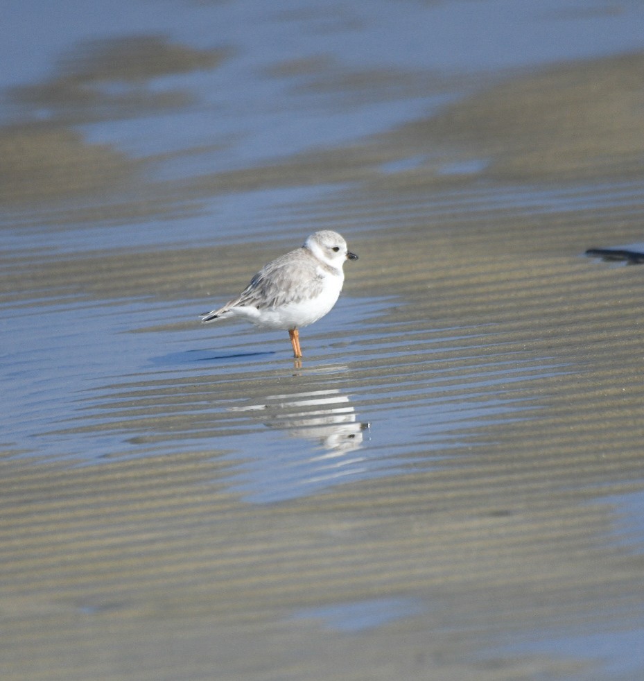 Piping Plover - ML647345893
