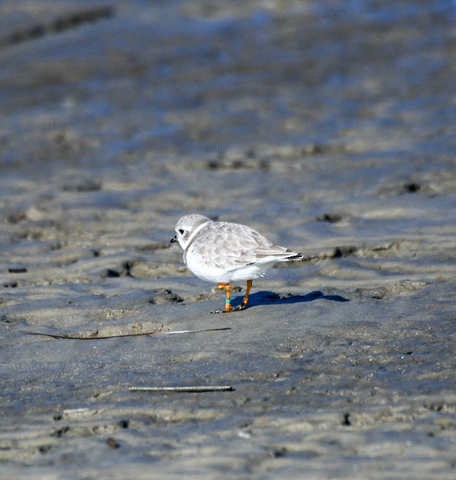 Piping Plover - ML647345894
