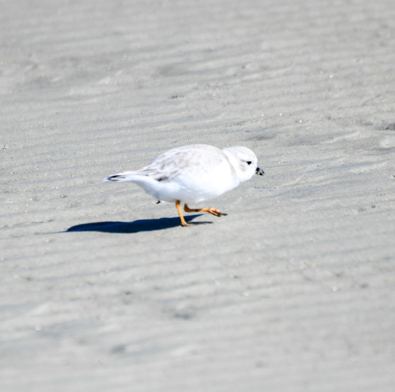 Piping Plover - ML647345895