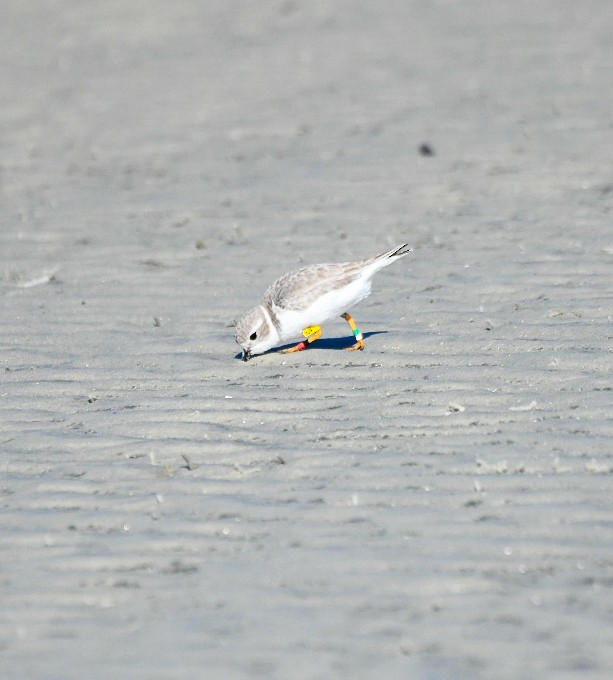 Piping Plover - ML647345896