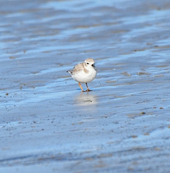 Piping Plover - ML647345897