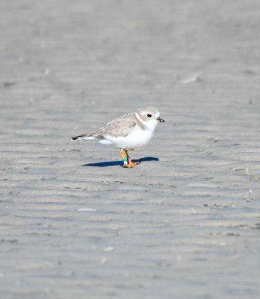 Piping Plover - ML647345898