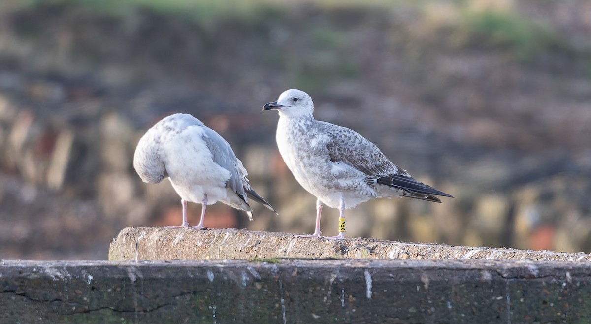 Hazar Martısı - ML647345922