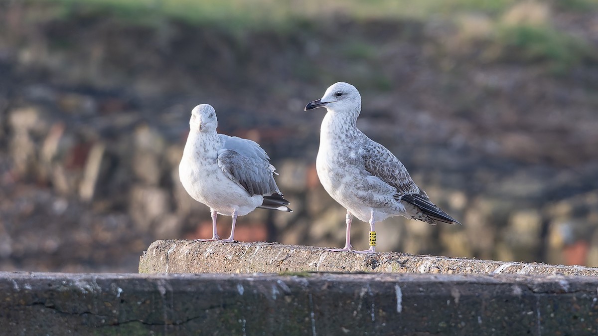 Hazar Martısı - ML647345924