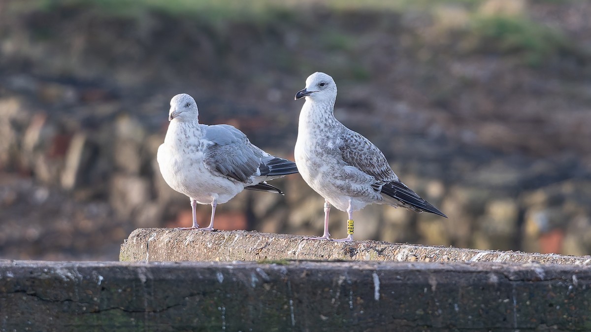 Hazar Martısı - ML647345925