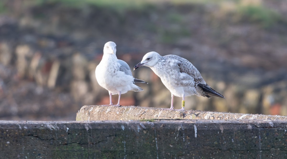 Hazar Martısı - ML647345926