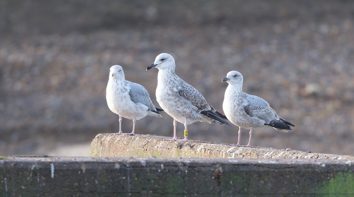 Hazar Martısı - ML647345927