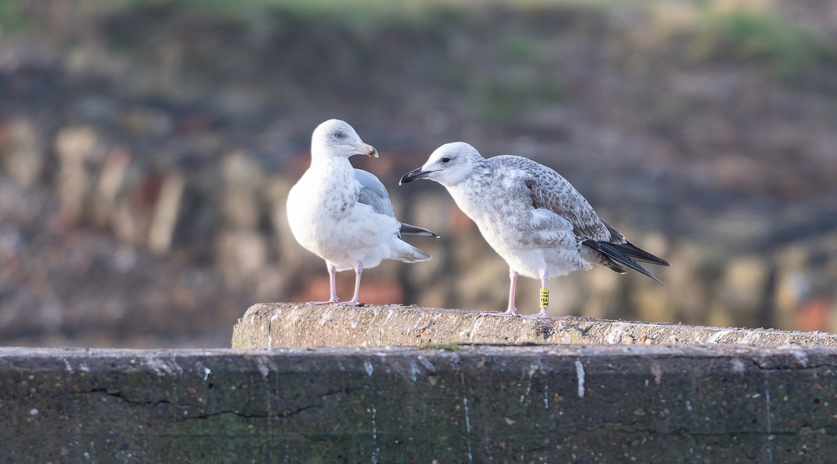 Hazar Martısı - ML647345928