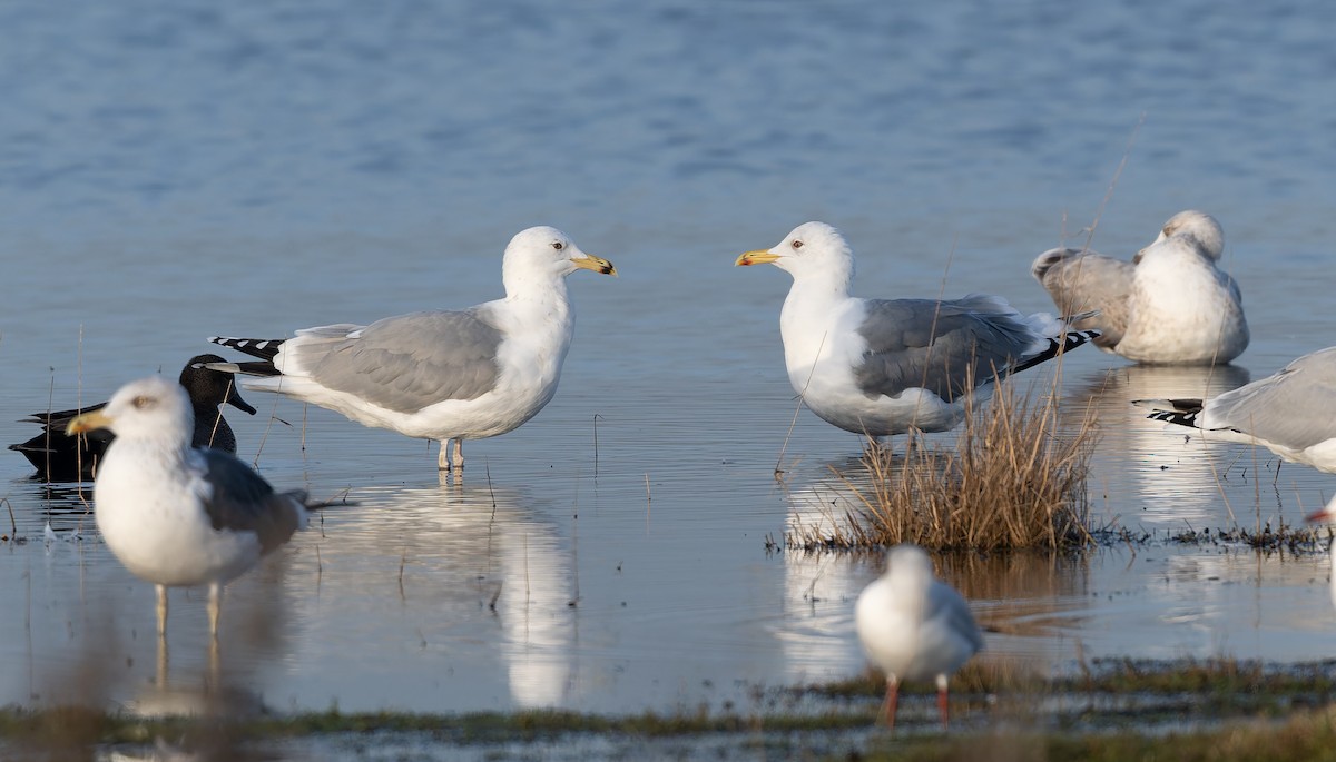 Hazar Martısı - ML647345929