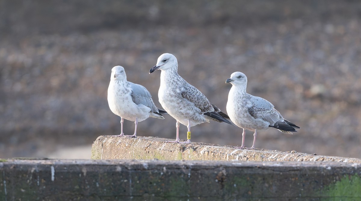 Hazar Martısı - ML647345930