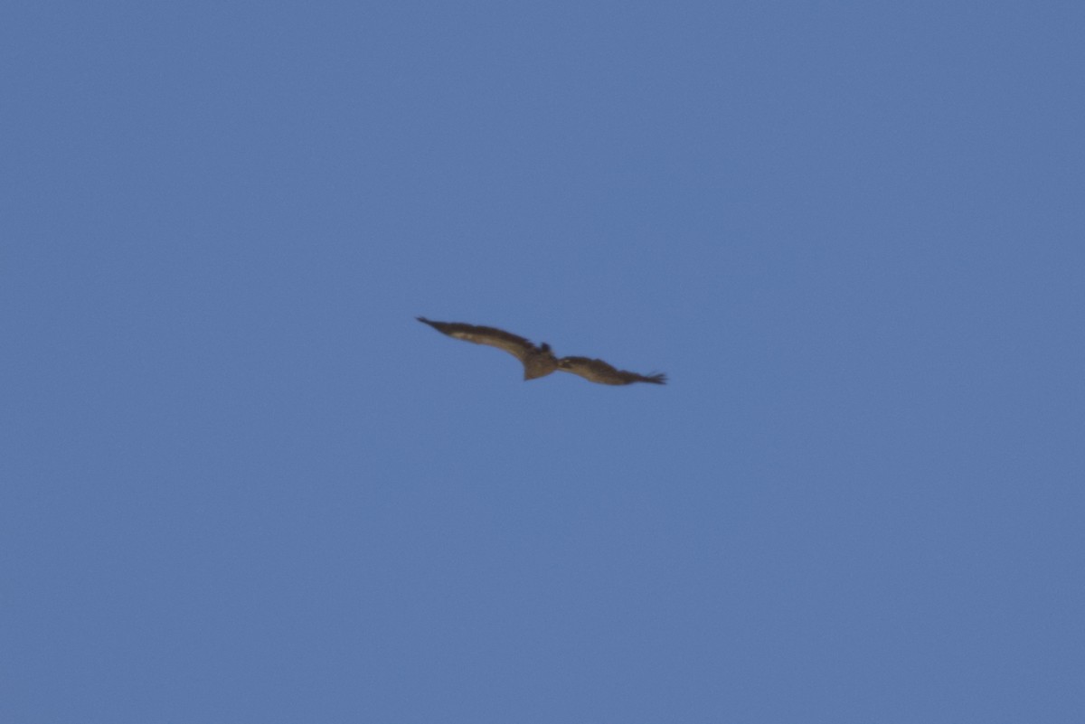 Himalayan Griffon - ML647345932