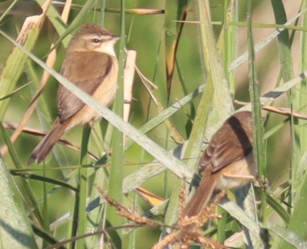 Dusky Warbler - ML647345953