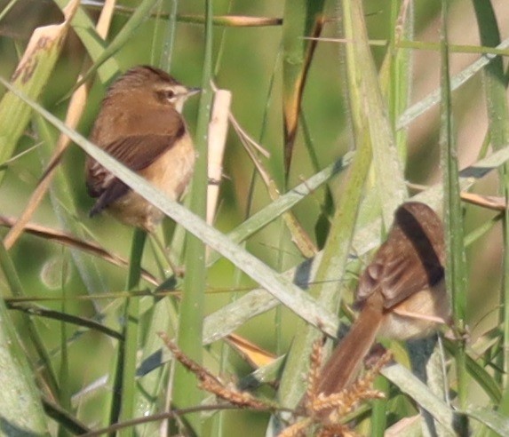 Dusky Warbler - ML647345954