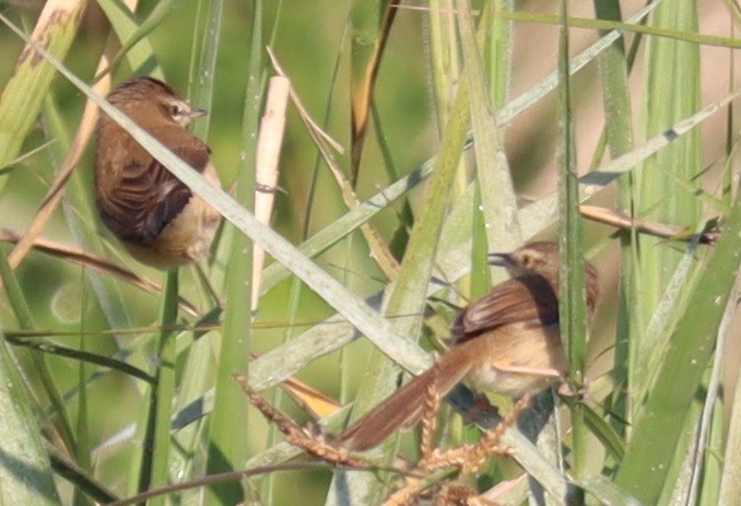 Dusky Warbler - ML647345955