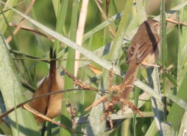 Dusky Warbler - ML647345958