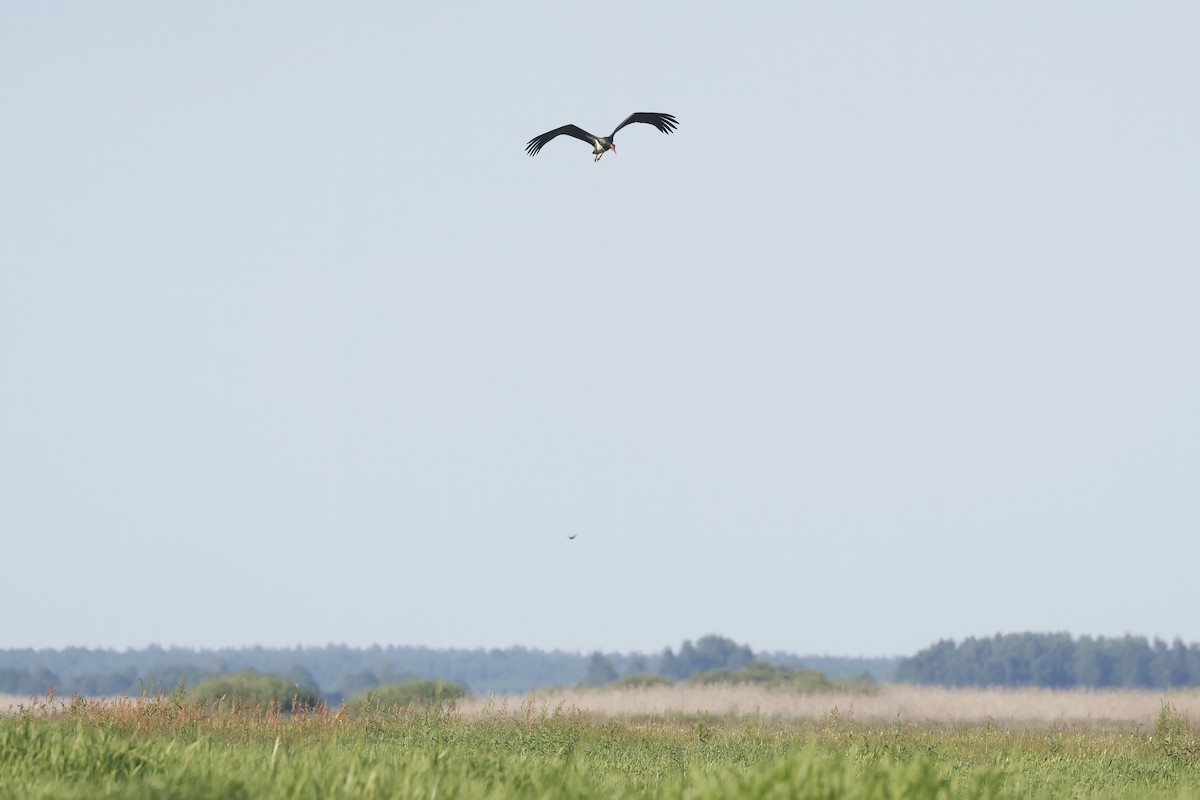 Black Stork - ML647345962