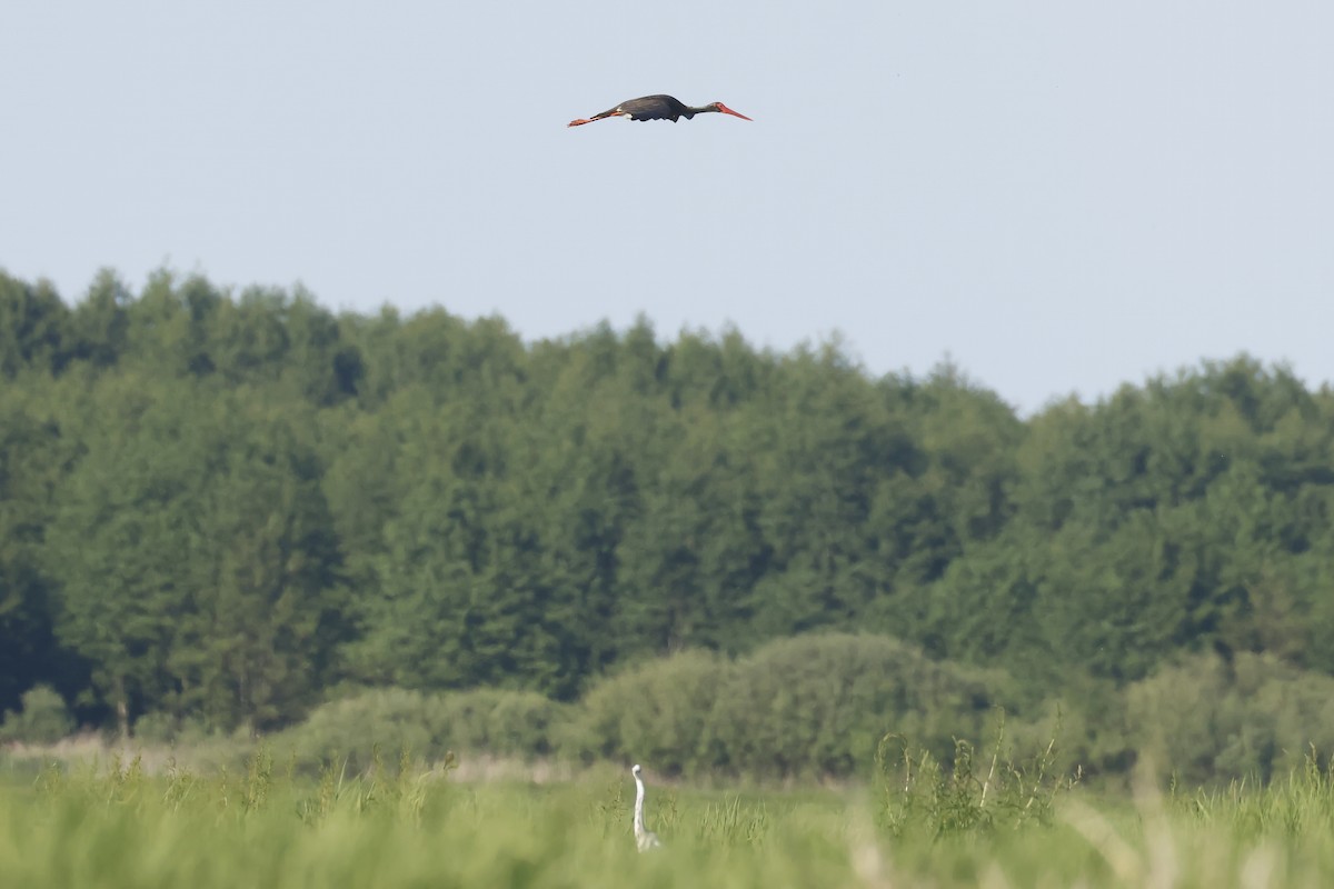 Black Stork - ML647345963