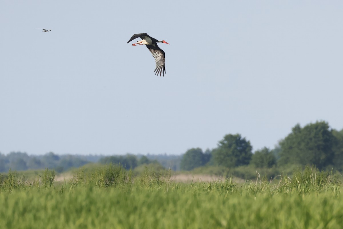 Black Stork - ML647345964